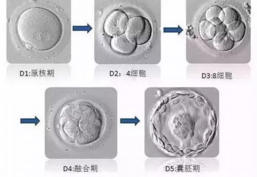 广州有提供供卵服务的医院,广州做供卵试管-代生多少费用